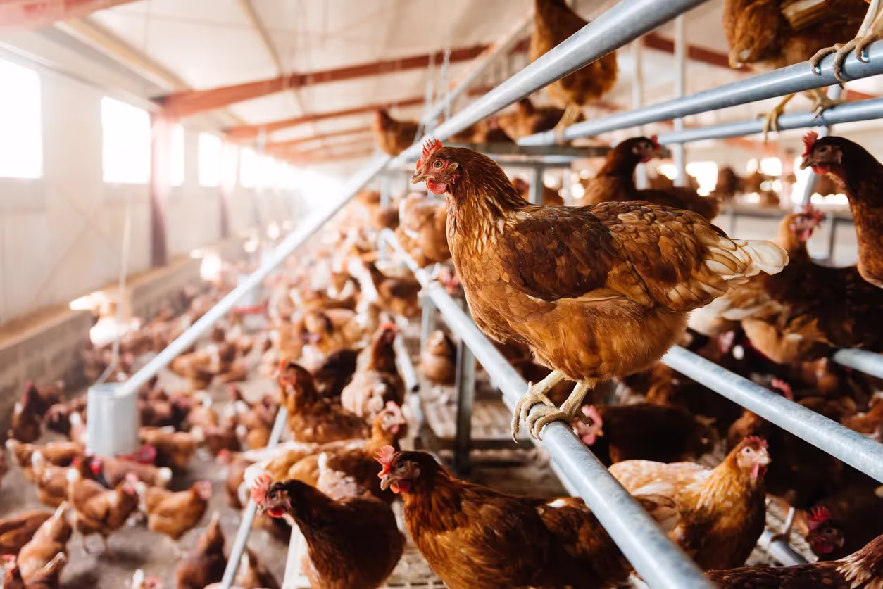 poultry breeding management software