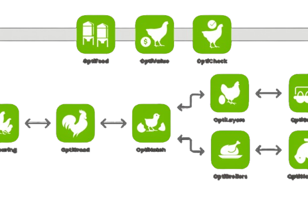 PoultryPlan value chain